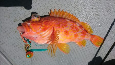 ブルーピア 釣果