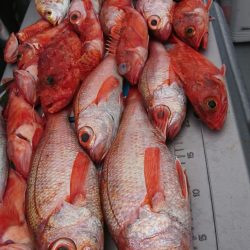 ブルーピア 釣果