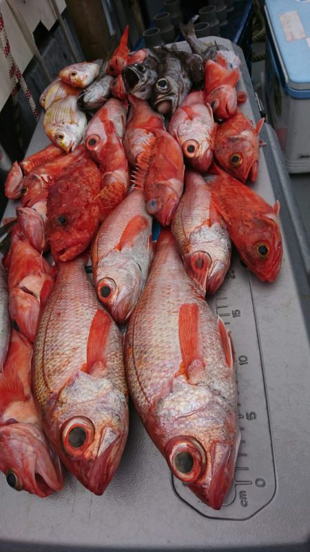 ブルーピア 釣果