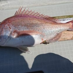 フィッシングボートACE(エース) 釣果