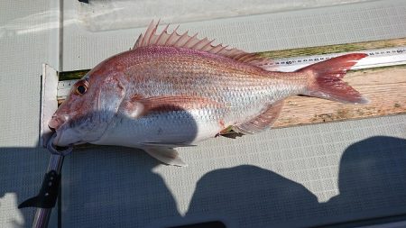 フィッシングボートACE(エース) 釣果