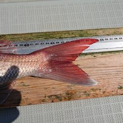 フィッシングボートACE(エース) 釣果