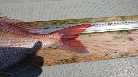 フィッシングボートACE(エース) 釣果