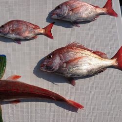 フィッシングボートACE(エース) 釣果