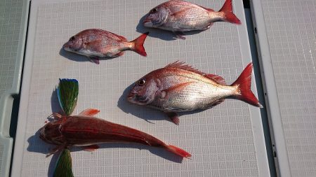 フィッシングボートACE(エース) 釣果