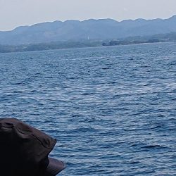 フィッシングボートACE(エース) 釣果