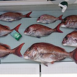 フィッシングボートACE(エース) 釣果