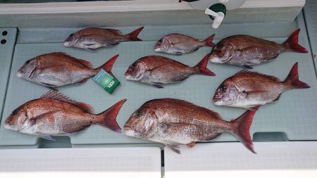 フィッシングボートACE(エース) 釣果