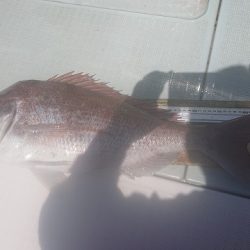 フィッシングボートACE(エース) 釣果