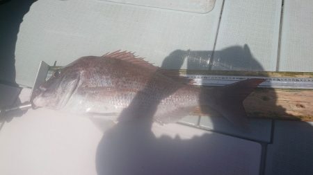 フィッシングボートACE(エース) 釣果