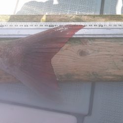 フィッシングボートACE(エース) 釣果