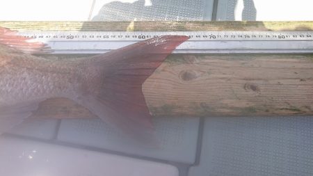 フィッシングボートACE(エース) 釣果