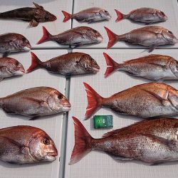 フィッシングボートACE(エース) 釣果