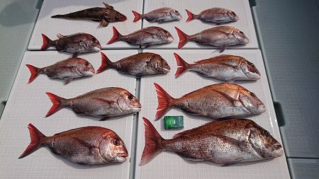 フィッシングボートACE(エース) 釣果