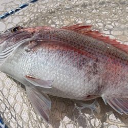 フィッシングボートACE(エース) 釣果