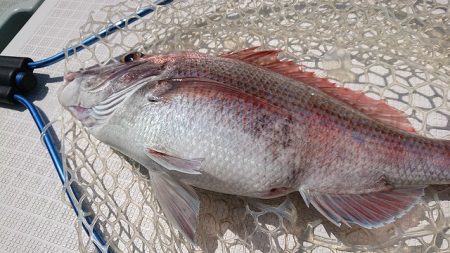 フィッシングボートACE(エース) 釣果