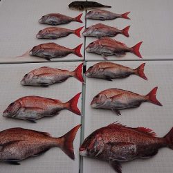 フィッシングボートACE(エース) 釣果