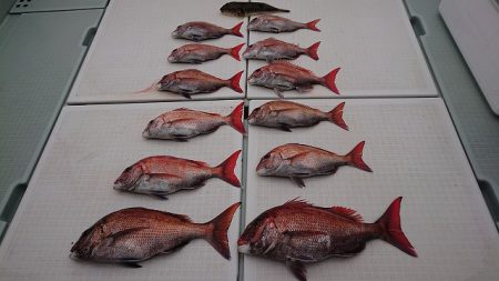 フィッシングボートACE(エース) 釣果