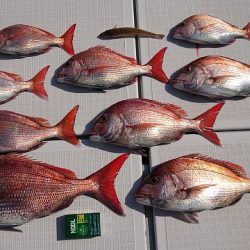 フィッシングボートACE（エース） 釣果