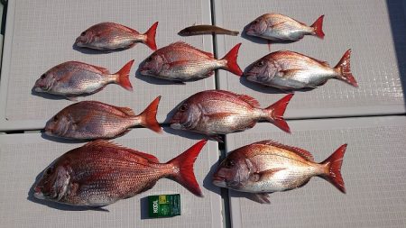 フィッシングボートACE（エース） 釣果