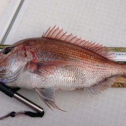 フィッシングボートACE(エース) 釣果