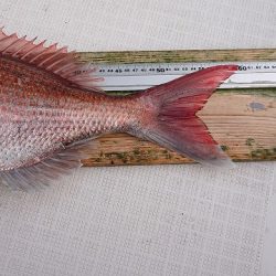 フィッシングボートACE(エース) 釣果