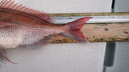 フィッシングボートACE(エース) 釣果