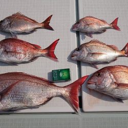 フィッシングボートACE(エース) 釣果