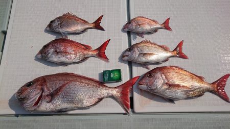 フィッシングボートACE(エース) 釣果