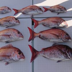 フィッシングボートACE（エース） 釣果