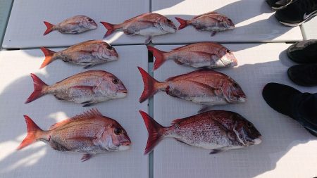 フィッシングボートACE（エース） 釣果