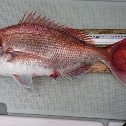 フィッシングボートACE(エース) 釣果