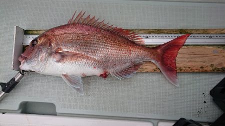 フィッシングボートACE(エース) 釣果