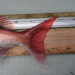 フィッシングボートACE(エース) 釣果