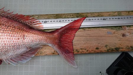 フィッシングボートACE(エース) 釣果