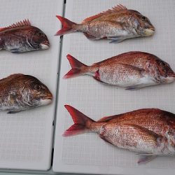 フィッシングボートACE(エース) 釣果