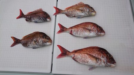 フィッシングボートACE（エース） 釣果