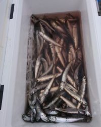 和歌山マリーナシティ釣り公園 釣果