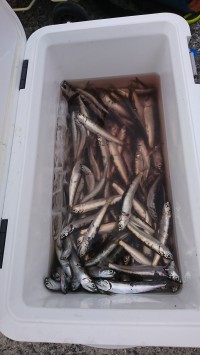 和歌山マリーナシティ釣り公園 釣果