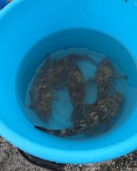 和歌山マリーナシティ釣り公園 釣果