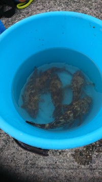 和歌山マリーナシティ釣り公園 釣果