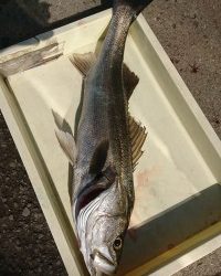 和歌山マリーナシティ釣り公園 釣果