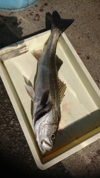 和歌山マリーナシティ釣り公園 釣果