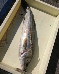 和歌山マリーナシティ釣り公園 釣果