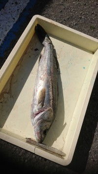 和歌山マリーナシティ釣り公園 釣果