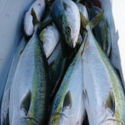 武士(SAMURAI) 釣果