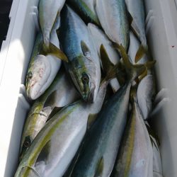 武士(SAMURAI) 釣果