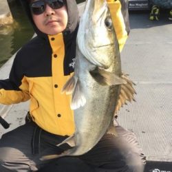 シーマジカル 釣果