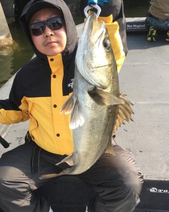 シーマジカル 釣果