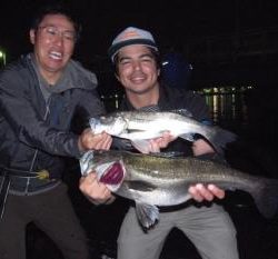 シーマジカル 釣果